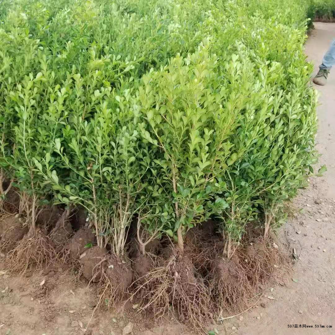 瓜子黄杨苗供应及工程苗价格详解——597苗木网