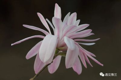 星花玉兰'简普拉特' 独特的粉色花玉兰品种与苗木种植指南