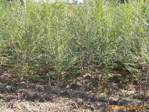 辽宁苗木基地 优质苗木种植与供应指南