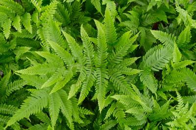 苗木新品种与种植技术概览