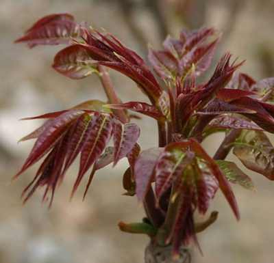 巢湖2公分香椿苗厂家 苗木种植产业的新机遇