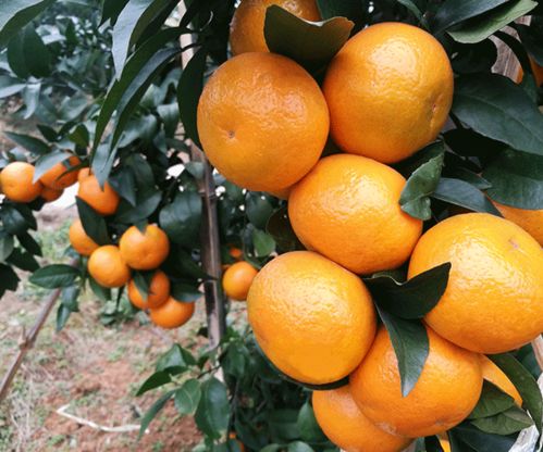 湖南千思农林公司世纪红美国糖橘苗种植基地高清展示