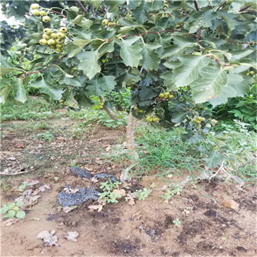湖北种植甜红子山楂苗及其品种纯度的关键要素