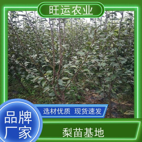 高效益香椿种植 金大地纯正苗木助力露天栽培