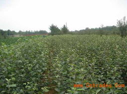 探索各类苗木种植 从优质核桃苗到绿化苗木的全面发展