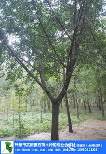 邳州绿韵 富丽银杏合作社的多彩苗木种植图景