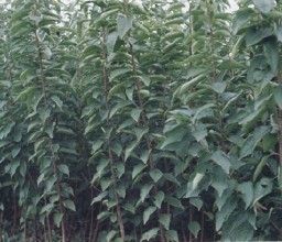 想要极好的吉塞拉5号樱桃苗？红彤苗木是您的不二之选