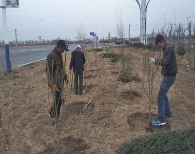 苗木种植误区全解析 苗木人必知的实践指南