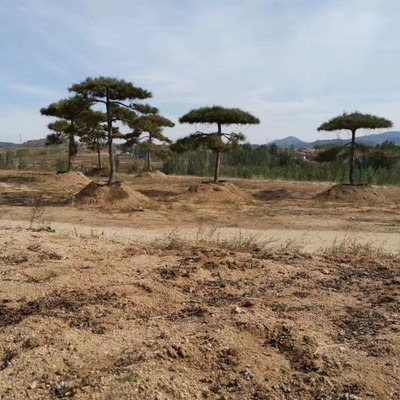 莱芜市贺东苗木种植专业合作社 绿意盎然的产业力量