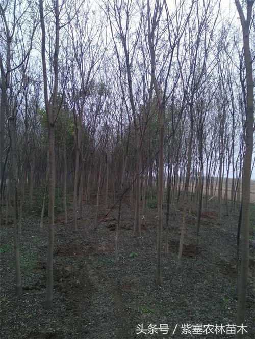 紫塞三农 山东惠民县志强苗木种植分享栽树技巧