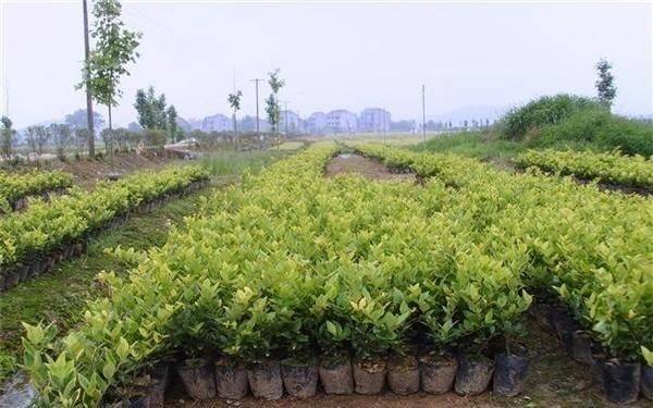 苗木种植 假植与真植并重，这些关键要点不容忽视
