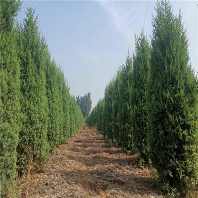 越达苗木种植 科技引领未来，绿色成就梦想