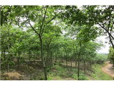 绿意盎然 句容市茅山风景区泽霖苗木种植园产品展示