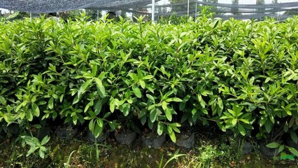 金西苗木种植基地 苗木产业的绿色引擎与发展之道