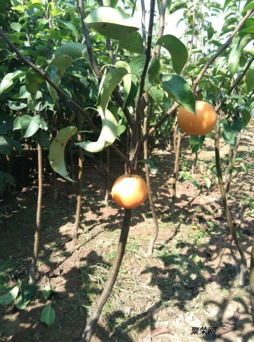 玉露香梨苗市场价格解析与高效种植指南