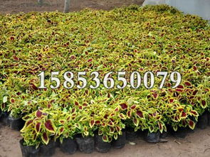 绿色产业新篇章 特色苗木与花卉种植基地的多元化发展