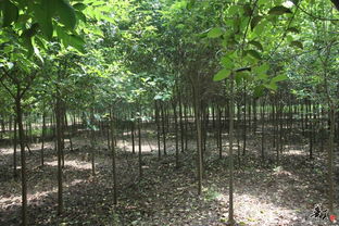 豫东苗木新画卷——记太康县国新苗木种植专业合作社参观纪实