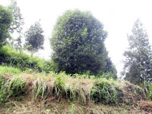 花冠树苗木的种植与供应——优质苗木种植基地简介