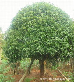 优质专供绿化苗木 5-15公分精品桂花行情与益阳市资阳区新清苗木种植基地指导