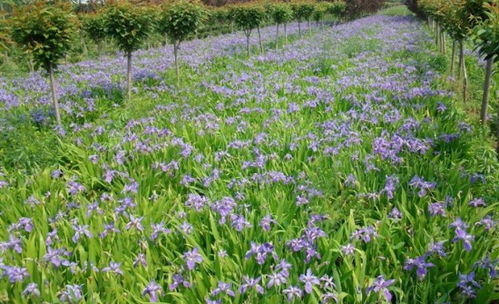 互联网时代下苗木市场信息化发展方向分析