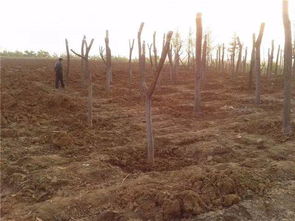 苗木裸根移植与种植技术详解