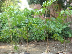 鸭脚木 农村私人种植风景树的优质苗木选择与批发指南
