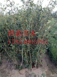 垫江山楂苗种植基地的优质苗木供应——耕鑫苗木种植助力产业发展