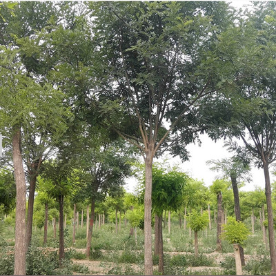 良友苗木 优质国槐树苗，高成活率的明智之选