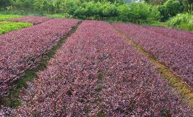河南潢川红花继木苗与红花继木球的种植指南