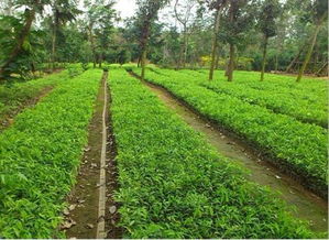 大三学生年入50万 苗木种植也能成功赚钱